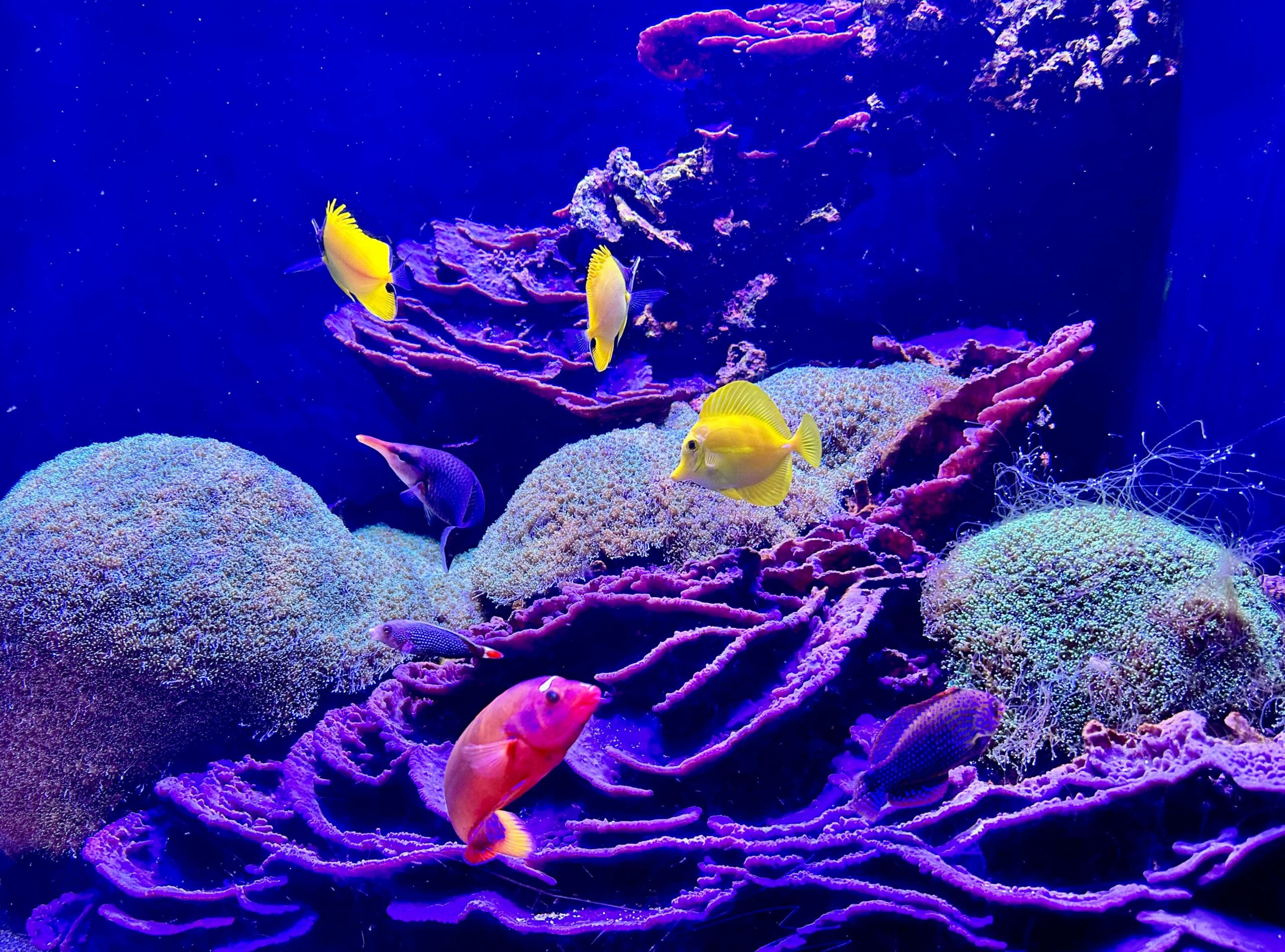 Мир рыбок: удивительные существа под водой